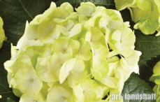 ��������� ������������� Caipirinha ("����������") - ����-��������