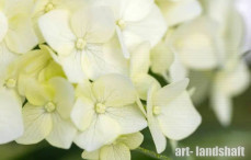 ��������� ����������� Flower Wow ("������ ���") - ����-��������