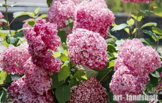 ��������� ����������� Magical Dark Pink ("�������� ���� ����") - ����-��������