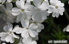 ����� ���������� White ("����") - ����-��������