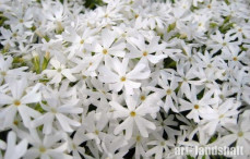 ����� ���������� Snowflake ("���������") - ����-��������