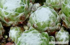 �������� ����������� Alabaster ("���������") - ����-��������