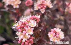 ������������� ������������� Sweet Cherry Tea ("���� ����� ��") - ����-��������