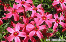 ����� ���������� Scarlet Flame ("������� �����")  - ����-��������