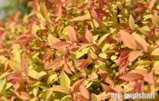 ������ �������� Zen'Spirit Caramel  ("��� ������ �������") - ����-��������