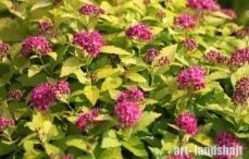 ������ �������� Pink and Gold ("���� ��� ����") - ����-��������