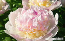 ���� Raspberry Sundea ("��������� ������")  - ����-��������