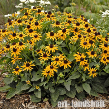 �������� ��������� "Little Goldstar" (����� ��������) - ����-��������