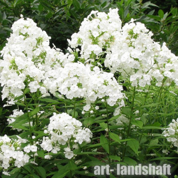 ����� ����������� "Rembrandt" (���������) - ����-��������