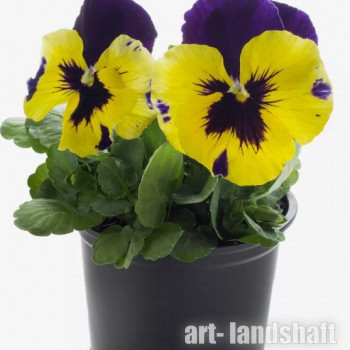 ����� ��������������� "Plus Blueberry Lemon" - ����-��������