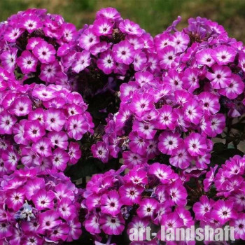 ����� ����������� "Laura" (�����) - ����-��������