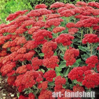 ������ ��������� "Munstead Dark Red" (������� ���� ���) - ����-��������