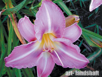 �������� ��������� "Chicago Jewel"  (������ ������)  - ����-��������