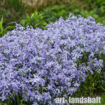 ����� ������������� "Clouds of Perfume" (������ �� ������) - ����-��������