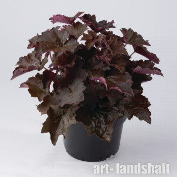 ������� �������������� "Palace Purple" (����� �����) - ����-��������