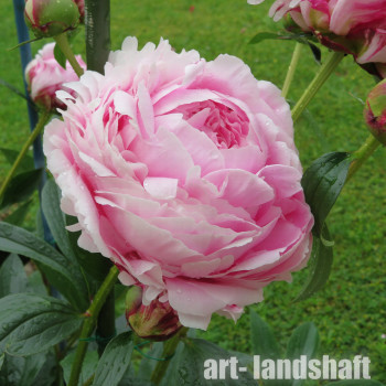  ���� ���������������� "Pink Giant" (���� ������)  - ����-��������