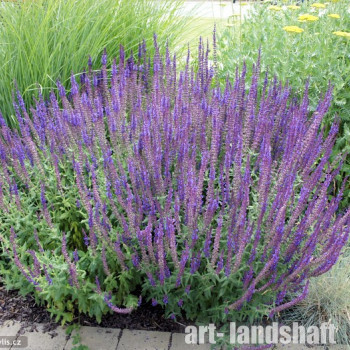 ������ ������ "Blue Queen" (��� ����) - ����-��������