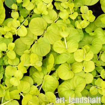 ��������� ���������� Aurea ("�����")  - ����-��������