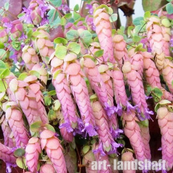 ������ "Amethyst Falls" (������� ����) - ����-��������