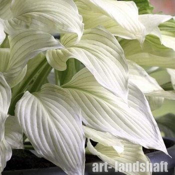 ����� ��������� White Feather ("���� �����")  - ����-��������