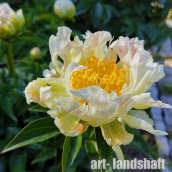 ���� ���������������� "Green Lotus" (���� �����)  - ����-��������
