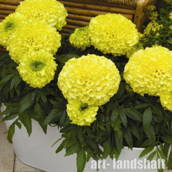 �������� �������� ������������ "Discovery Yellow" - ����-��������