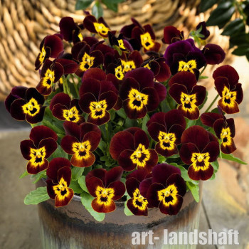 ����� ������� (������� ������) Admire "Red Yellow Face" - ����-��������