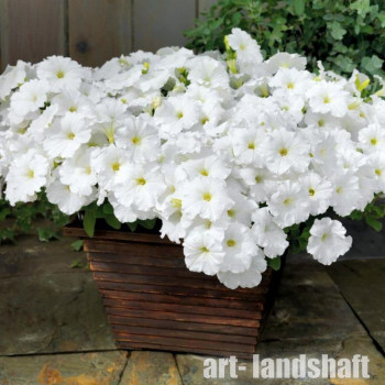 ������� ��������� (���������) "BOOM! TR White" - ����-��������