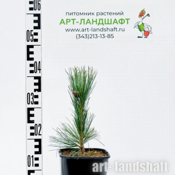 ���� (����� ��������) Compacta Glauca ("�������� ������") - ����-��������