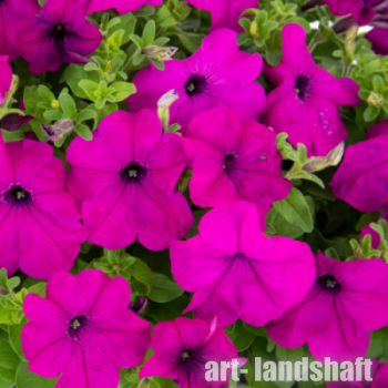 ������� ��������������� (�����������) "360� Purple" - ����-��������