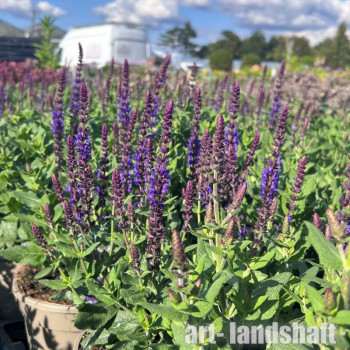 ������ ��������� Compact Violet ("������� ������") - ����-��������