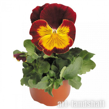 ����� �������� Cats "Red and Gold" - ����-��������