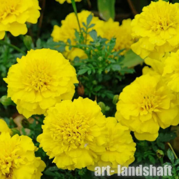 �������� �������� ����������� "Safari Yellow" - ����-��������