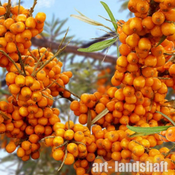 �������� ������������� Friesdorfer Orange ("���������� �����") - ����-��������