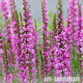 ��������� ���������� "Morden Pink" (������ ����) - ����-��������