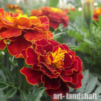 �������� �������� ����������� "Safari Red" - ����-��������