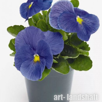 ����� �������� Cats "Plus Blue & Yellow" - ����-��������