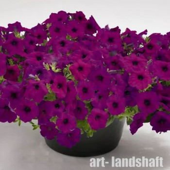 ������� ��������������� (�����������) "TR Violet" - ����-��������