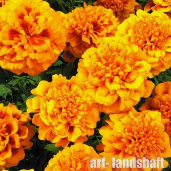 �������� �������� �����������" Little Hero Orange" - ����-��������
