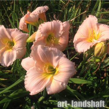 �������� ��������� "Barbara Mitchell" (������� �������) - ����-��������