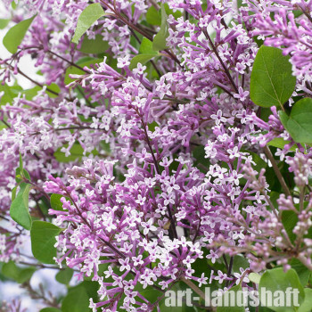 ������� ������ ������ Flowerfesta Purple ("���������� �����") - ����-��������