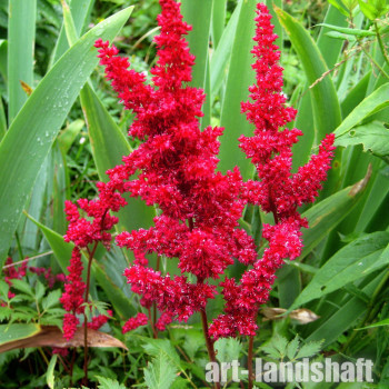 �������� ������� "Burgundy Red" (�������� ���) - ����-��������