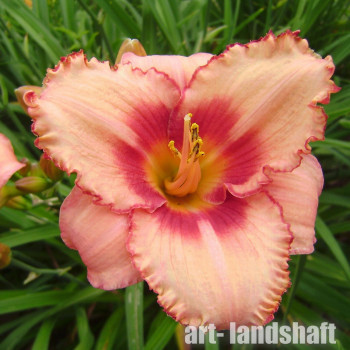 �������� ��������� "Strawberry Candy" (�������� �����) - ����-��������