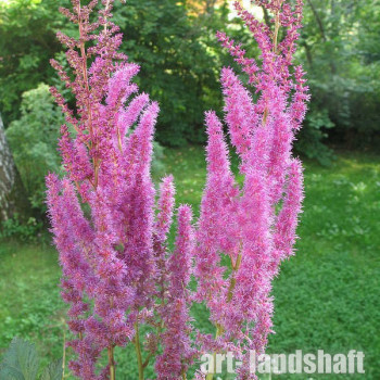 �������� "Davidii"  - ����-��������