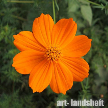 ������ �����-����� Cosmic Orange ("������ �����") - ����-��������