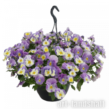 ����� �������� (���������) "Light Violet Shades" - ����-��������