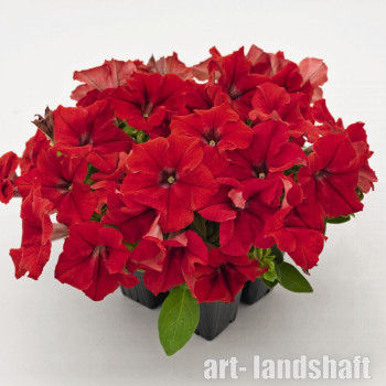 ������� ��������������� (�����������)  "HD Red" - ����-��������
