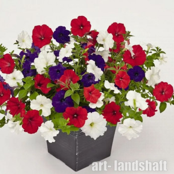 ������� ��������� (���������) "TR Liberty Mix" - ����-��������