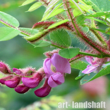 ������ "Hispida" (�������) - ����-��������