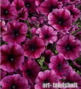 ������� �������������� (�����������) "Celebrity Plum Ice" - ����-��������